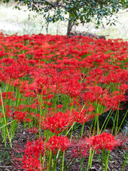 ヒガンバナ（曼殊沙華）