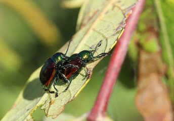 Male and female Dogbane Leaf Beetles (Chrysochus auratus) mating on a hemp dogbane (Apocynum cannabinum) leaf.  These beautiful insects eat toxic sap from dogbane and use it to defend themselves.