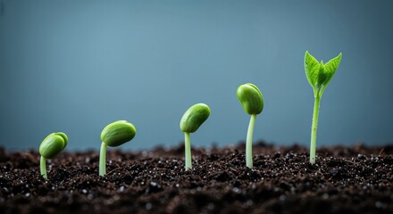 Germination to Growth: A captivating visual of a plant's life cycle, showing the progressive stages of a plant sprouting from seed to a vibrant green shoot. 