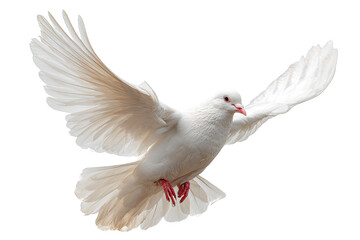 Fototapeta premium White dove in flight against transparent background