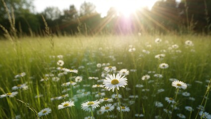 Sunlit Daisy Meadow: A Field of White Blooms Bathed in Golden Li