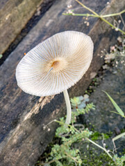 Beautiful mushroom on wooden plank. Fungi growth in nature with wooden background. Unique mushroom texture. Fresh mushroom with a natural wood surface. Detailed mushroom under natural sunlight.