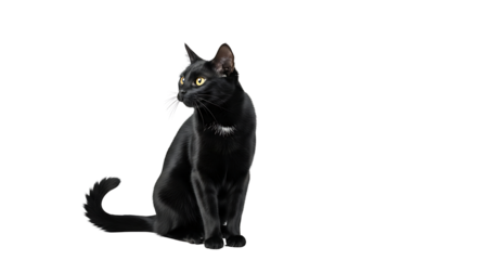 Dramatic Portrait of a Jet Black Cat with an Expressive Arched Spine, Against a Clear, Transparent Backdrop on Transparent Background PNG



