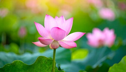Beautiful pink lotus flower in a lush green pond