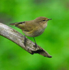 a small, exceptionally beautiful bird on a dry tree branch