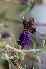 Butterfly on a flower