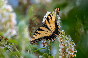 Monarch Butterfly