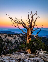Obraz premium A lone, ancient tree stands silhouetted against a vibrant sunset over a mountainous landscape