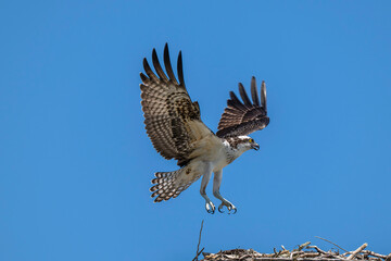 Osprey landing on it's nest