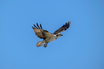 Osprey close up