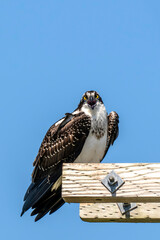 Osprey close up