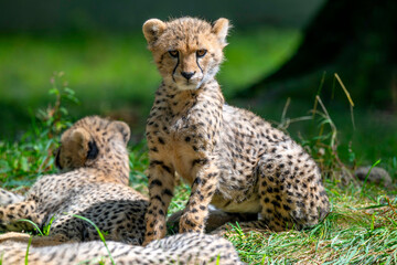 Cheetah cubs