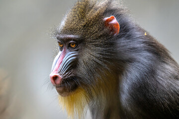 Mandrill