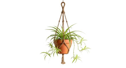 Spider plant potted in hanging macrame planter isolated PNG with Transparent Background