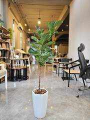 Potted Indoor Plants: Beautiful Greenery and Nature