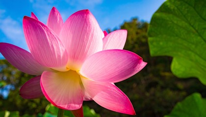 Close-up of a vibrant pink lotus flower against a bright sky
