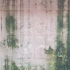 Old Concrete Wall with Moss Stains and Weathered Grunge Texture for Design