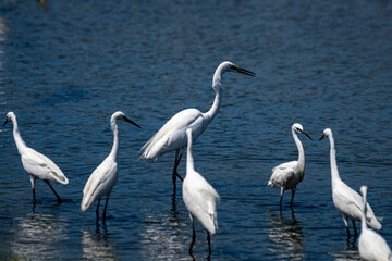 Obraz premium Egret, gracefully wade in shallow, sparkling blue water, possibly searching for food.