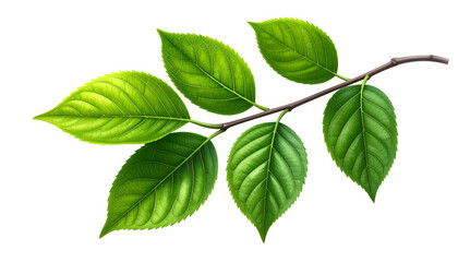 Fototapeta premium Fresh green leafy tree branch with natural texture and shading, isolated on transparent background