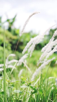 Close-up of white, fluffy cogon grass (Imperata cylindrica) or wild sugarcane swaying in the wind with a soft green bokeh background.