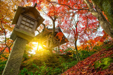Japanese Maple tree in autumn colors at Nonomiya Shrine in Kyoto. Japan