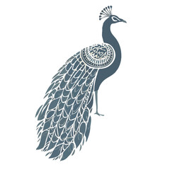peacock feather vector illustration