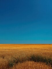 Endless wheat field under a clear blue sky