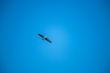 Graceful water birds soar across the vast, clear blue sky, their wings catching the light as they navigate the open expanse, a beautiful airborne spectacle.