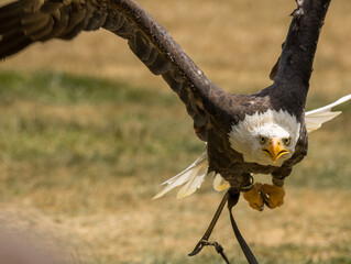 Pygargue à tête blanche
