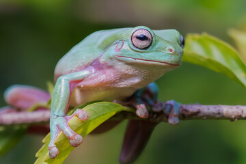 green tree frog