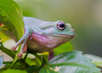 red eyed tree frog on leaf