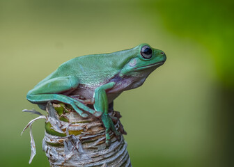 green frog on a leaf