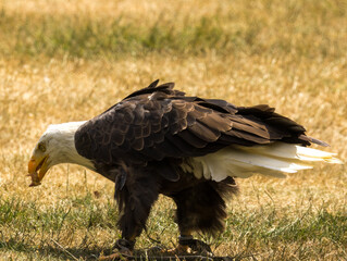 Pygargue à tête blanche