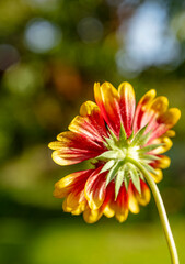 fleur gaillardia aristata, gaillarde vue de dos