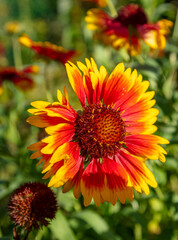 fleur gaillardia aristata, 