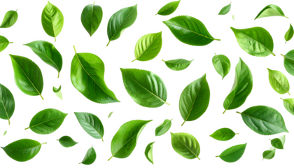 Floating green leaves, isolated on transparent background