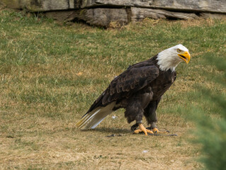 Pygargue à tête blanche