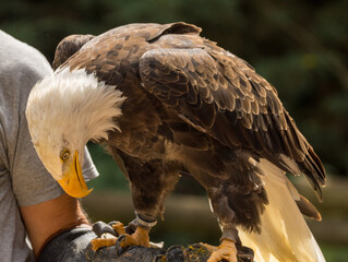 Pygargue à tête blanche