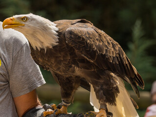 Pygargue à tête blanche