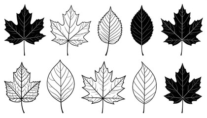 Obraz premium Black and white leaf illustrations