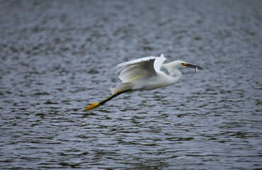 Snowy Egret flying with dinner