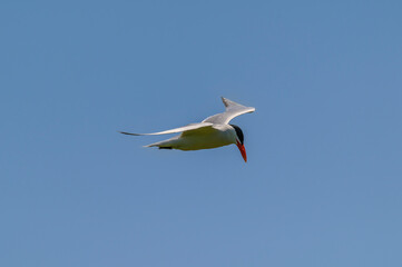 Caspian Tern Flying over Shiawassee National Wildlife Refuge, near Saginaw, Michigan.