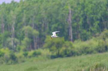 Caspian Tern Flying over Shiawassee National Wildlife Refuge, near Saginaw, Michigan.