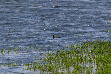 American Coot at Shiawassee National Wildlife Refuge, near Saginaw, Michigan.