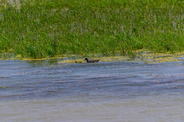 Common Gallinule at Shiawassee National Wildlife Refuge, near Saginaw, Michigan.