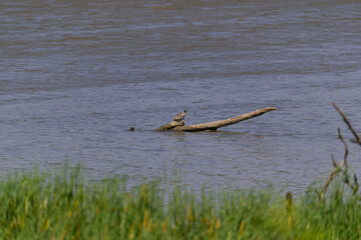 Northern Map Turtle at Shiawassee National Wildlife Refuge, near Saginaw, Michigan