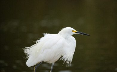 Snowy Egret at the lake