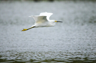Snowy Egret Flying over Lake