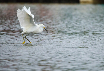 Egret about to catch Fish