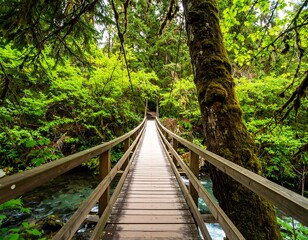 Lush forest trail bridge